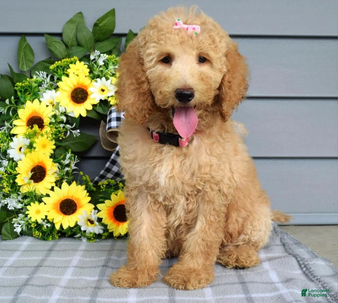 Goldendoodle dogs for sale: Jenna  - Ad 8