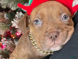 American Pit Bull Terrier dogs Milo - Ad 15