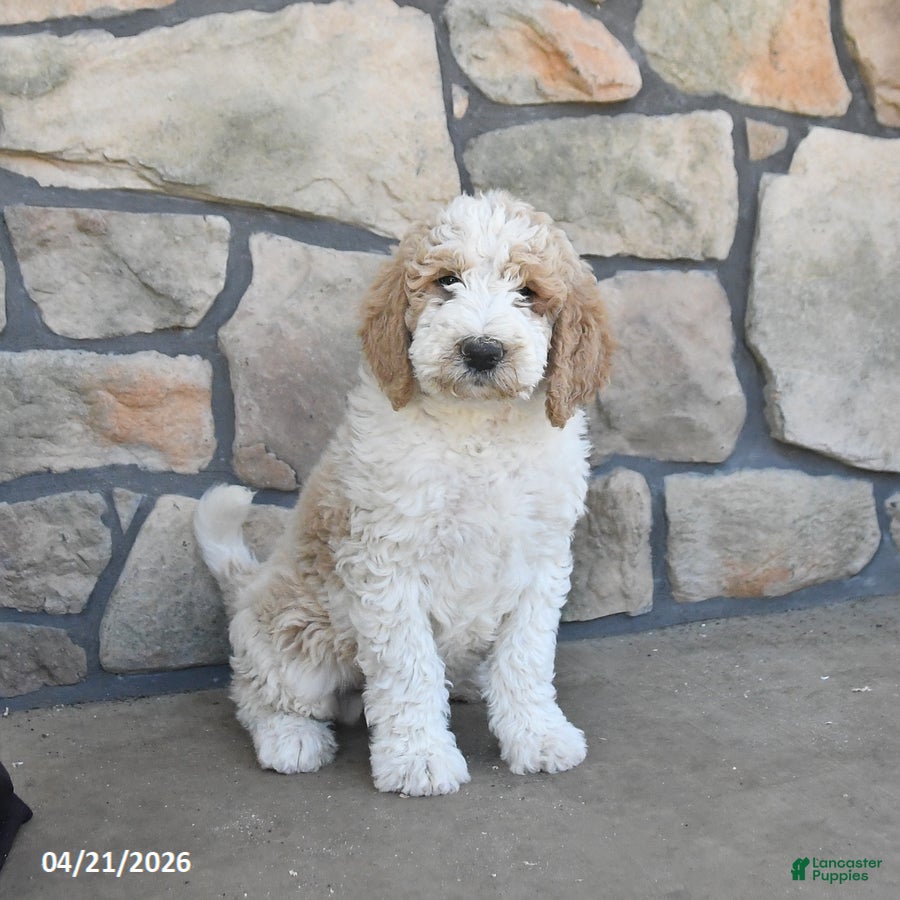 Labradoodle dogs Marble - Ad 2