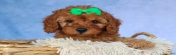 Cavapoo dogs for sale: TRAVIS - Ad 8
