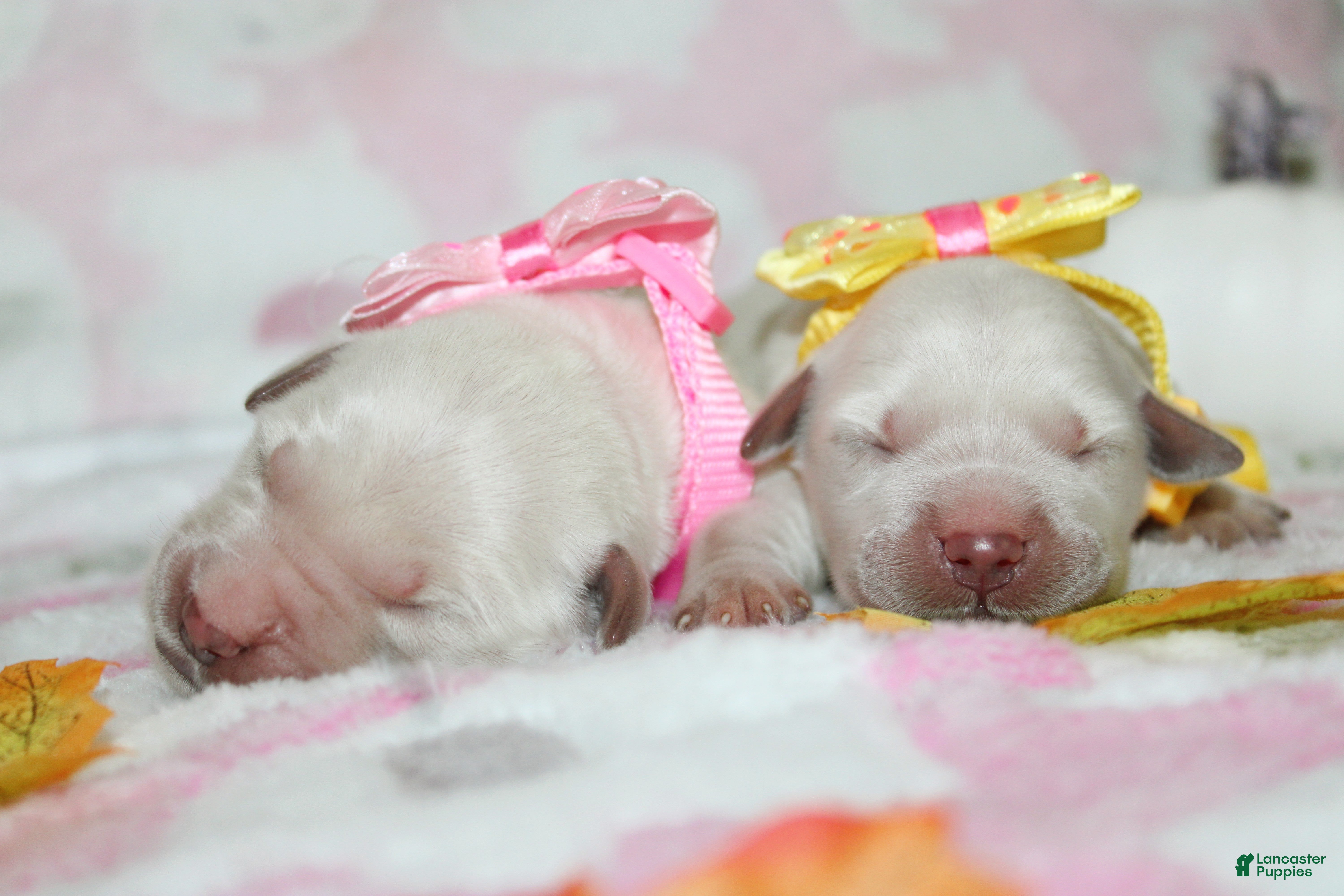 Golden Retriever dogs Hazel - Ad 30