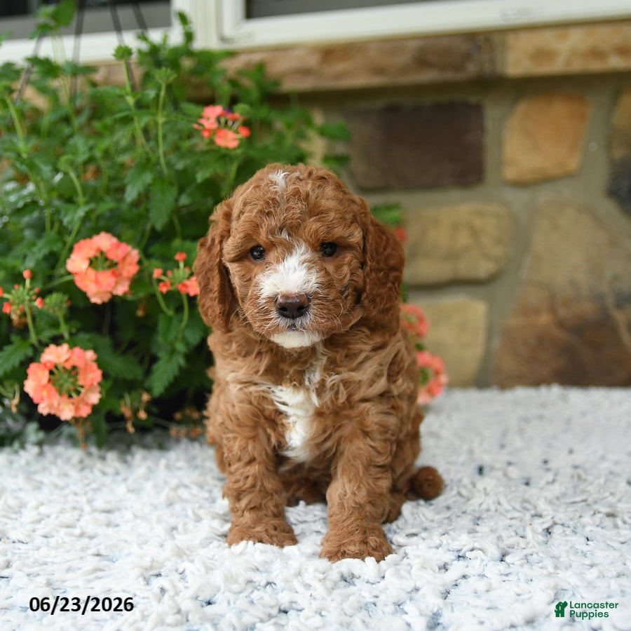 Cavapoo dogs Wesley - Ad 2