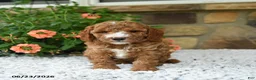Cavapoo dogs for sale: Wesley - Ad 2