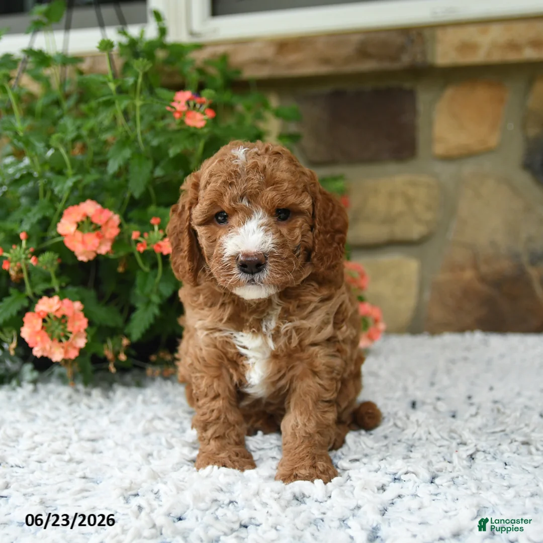 Cavapoo dogs for sale: Wesley - Ad 2