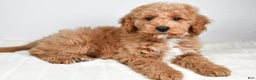 Cockapoo dogs for sale: dallas - Ad 2