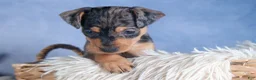 Miniature Pinscher dogs for sale: ABBY - Ad 10