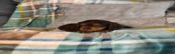 Miniature Dachshund dogs for sale: Jasper - Ad 5