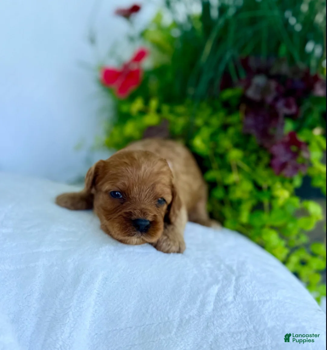 Cavapoo dogs for sale: Rusty - Ad 4