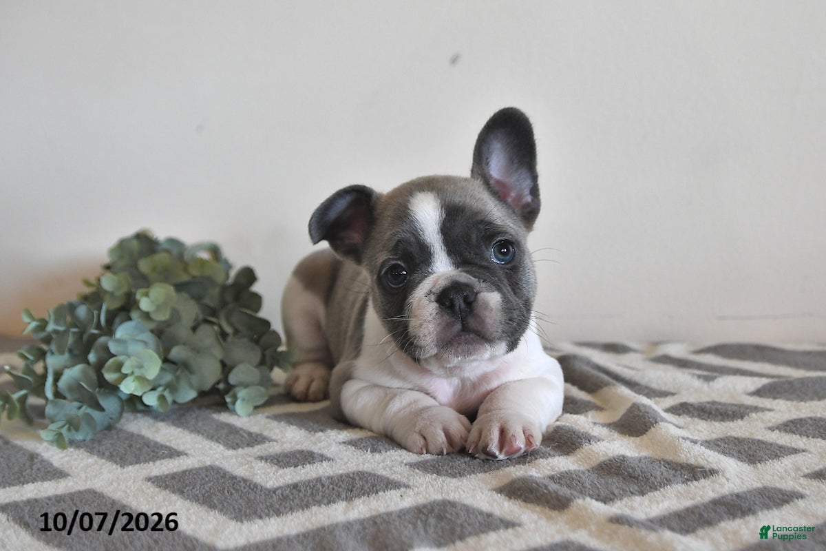 French Bulldog dogs Georgie - Ad 1