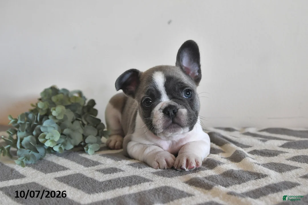 French Bulldog dogs for sale: Georgie - Ad 1