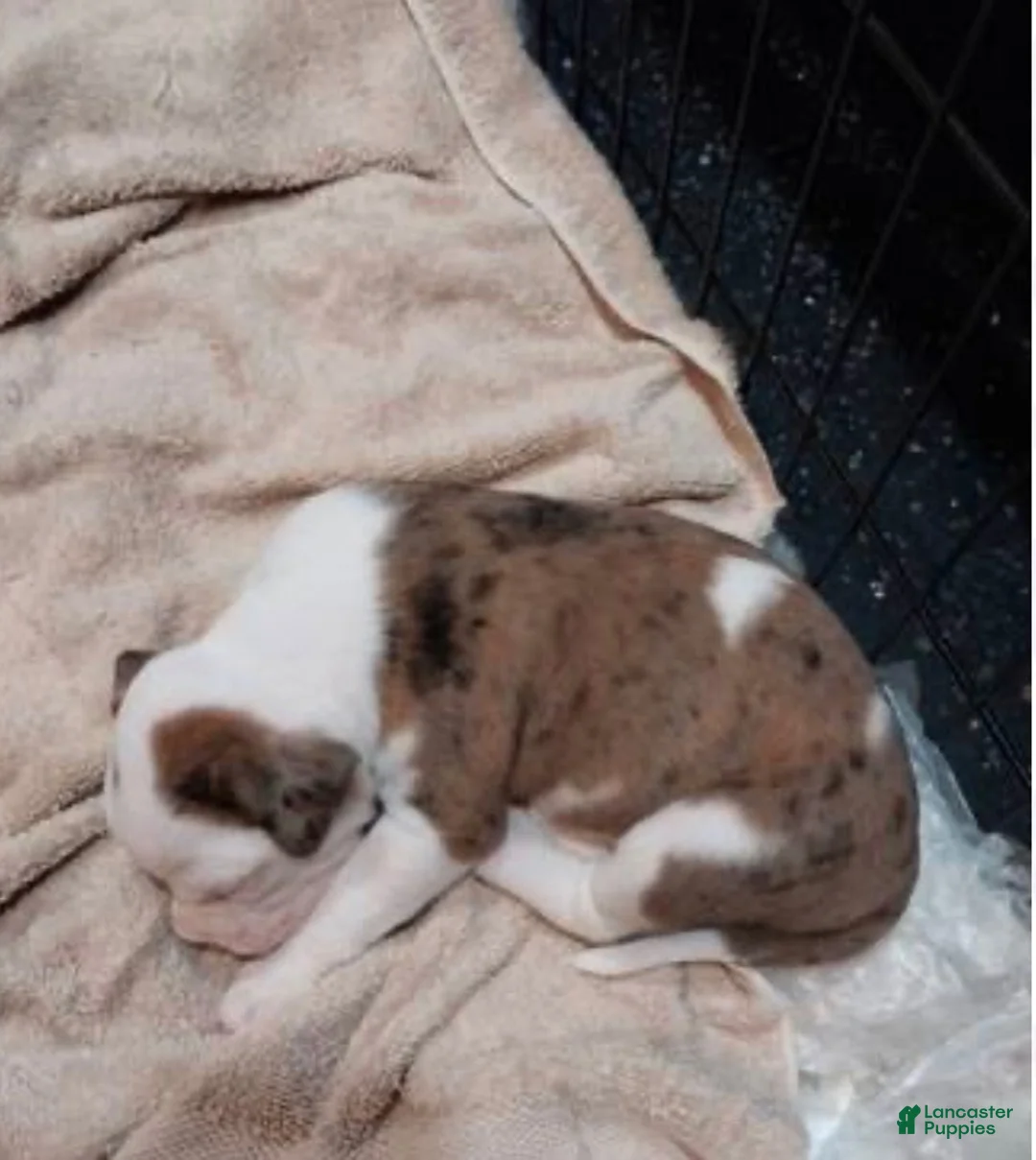 Mixed Breed dogs for sale: Mixed Breed Puppy 5 - Ad 3