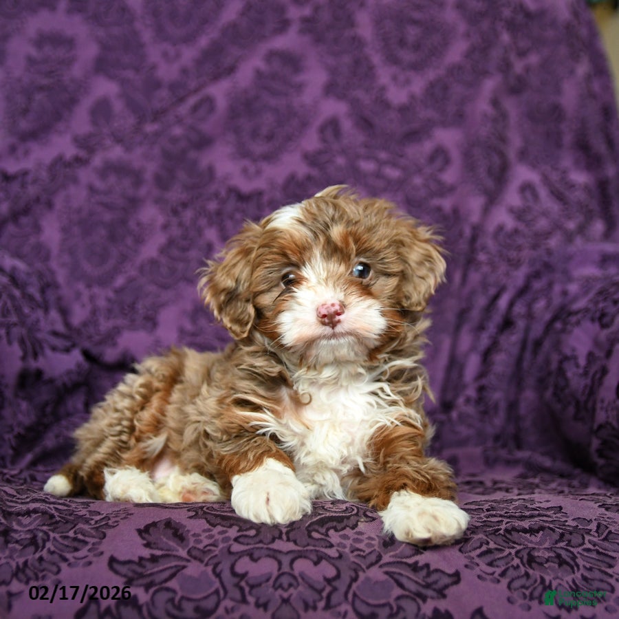 Mini Aussiedoodle dogs Kisses - Ad 1