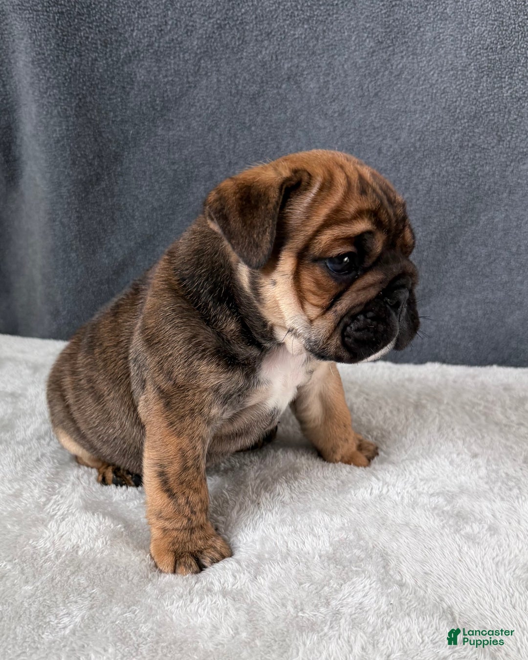 English Bulldog dogs for sale: Biscuits - Ad 2