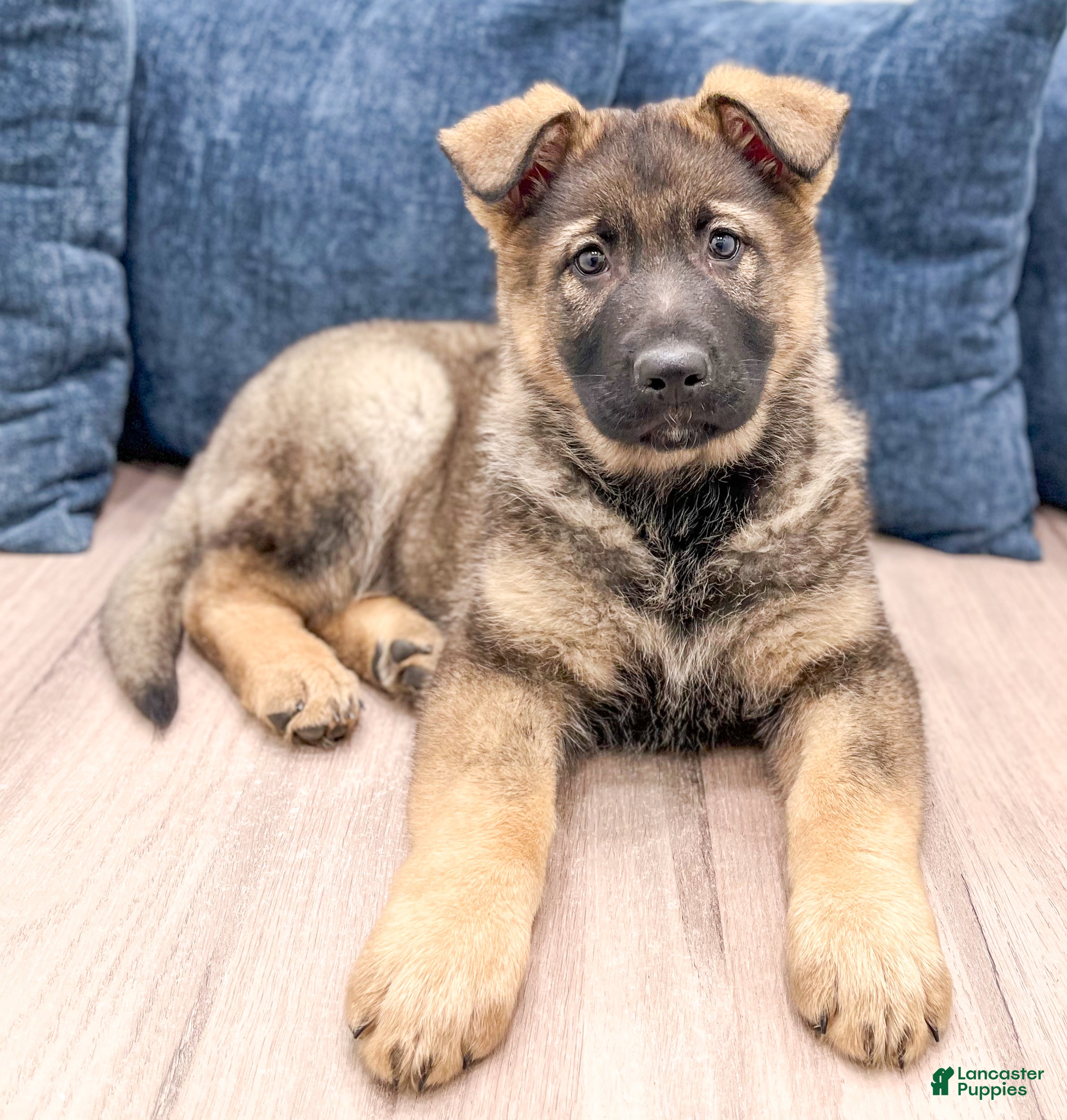 German Shepherd dogs Asher - Ad 2