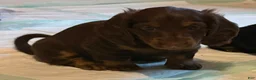 Dachshund dogs for sale: Coco - Ad 10