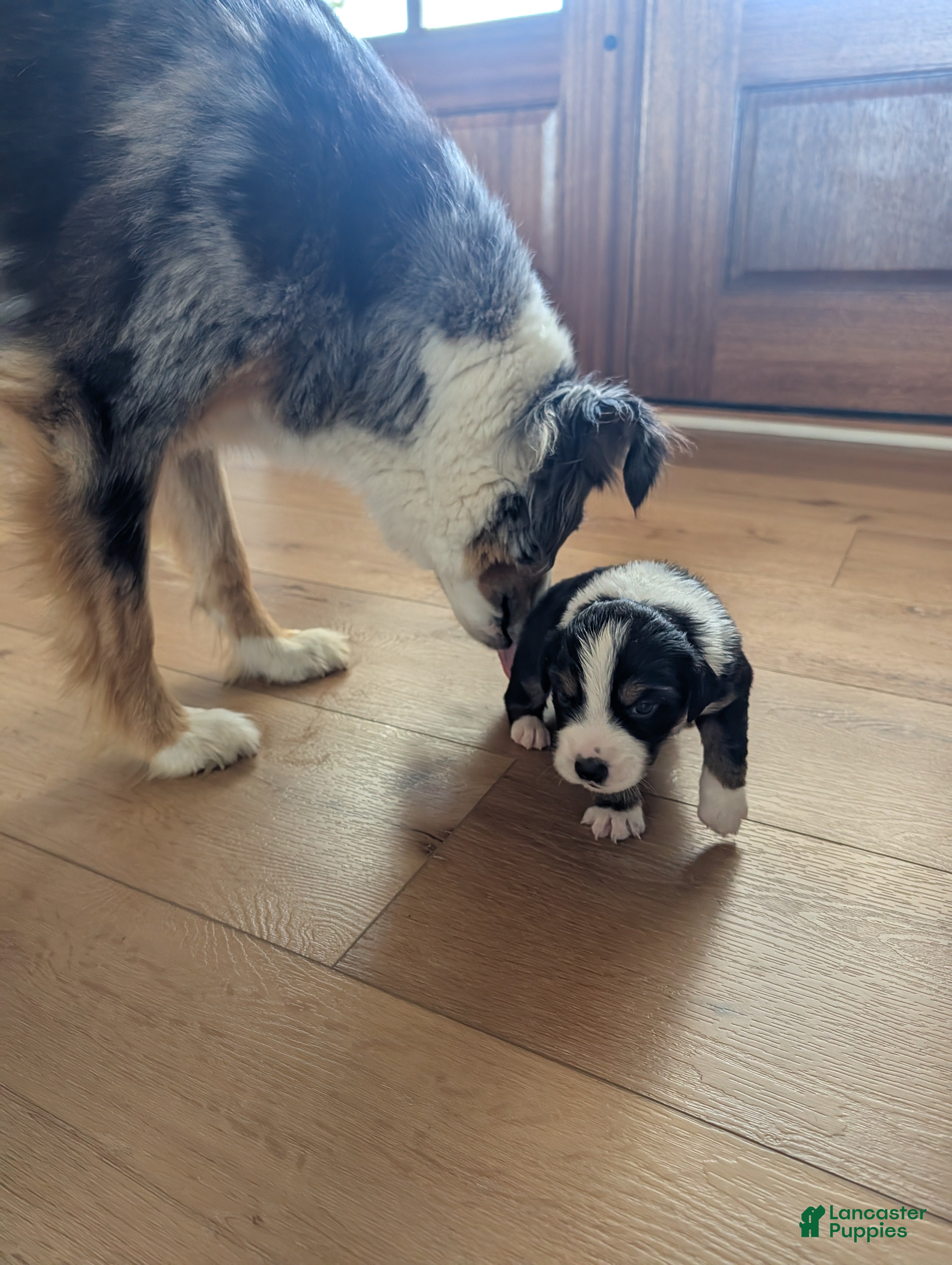Australian Shepherd dogs Ginger: Female Black Tri Standard Australian Shepherd - Ad 15