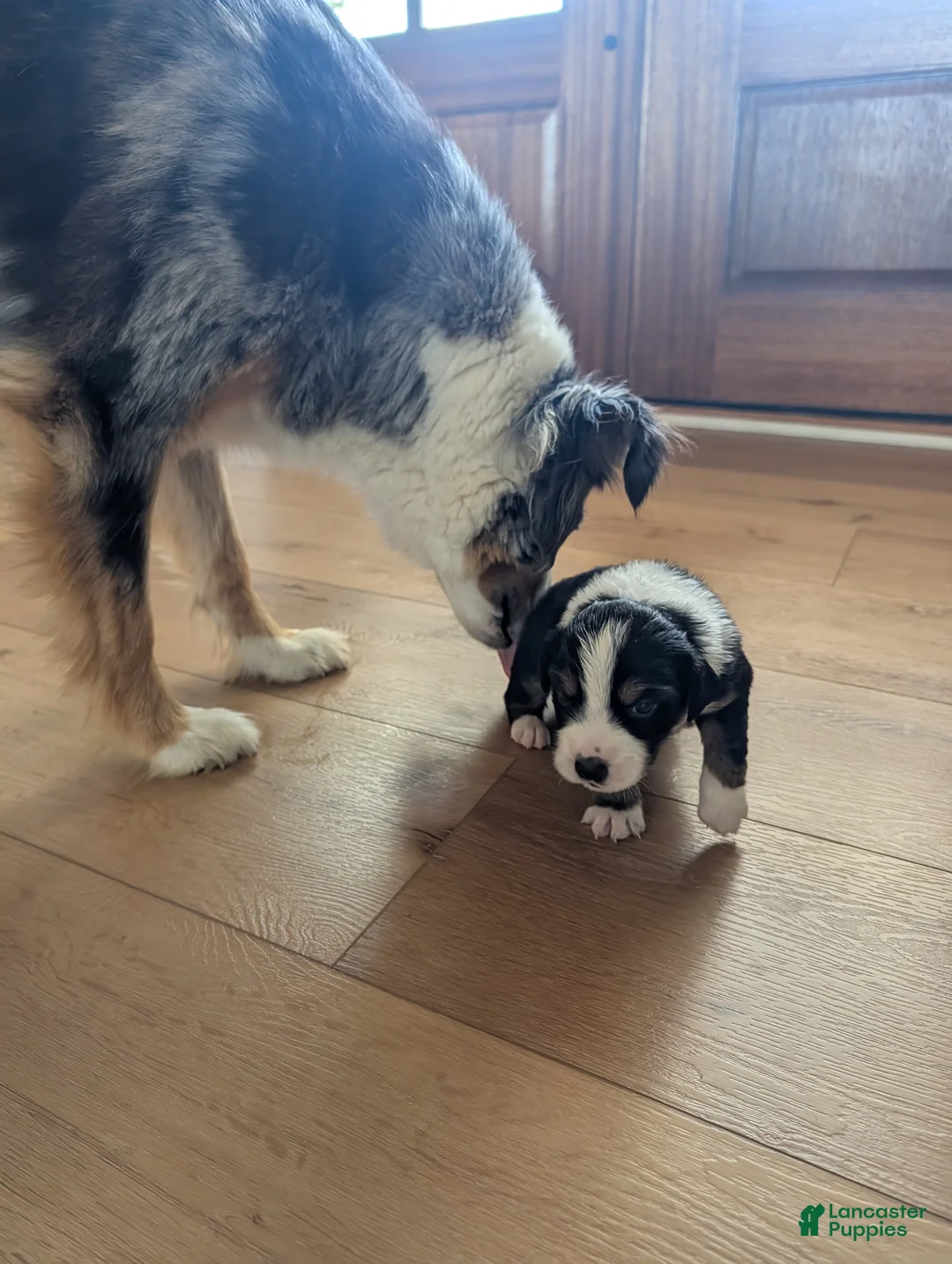 Australian Shepherd dogs for sale: Ginger: Female Black Tri Standard Australian Shepherd - Ad 1