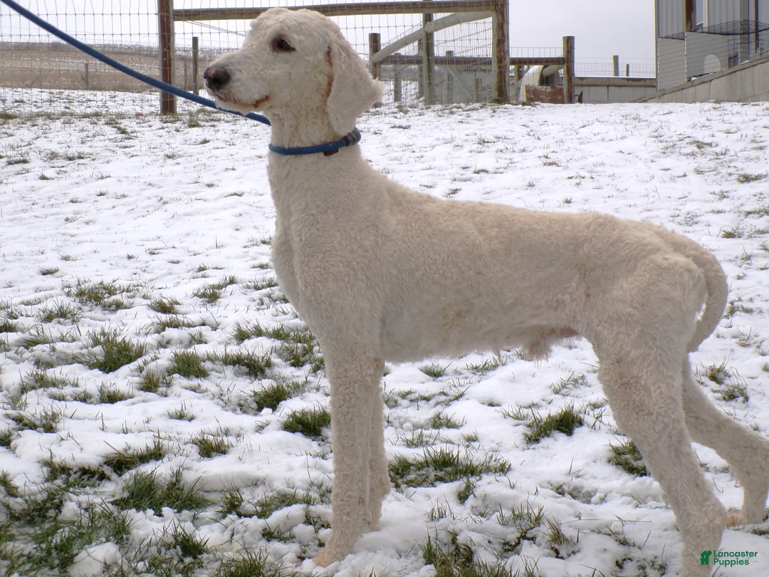 Standard Poodle dogs for sale: Standard Poodle Puppy 1 Hunter - Ad 1