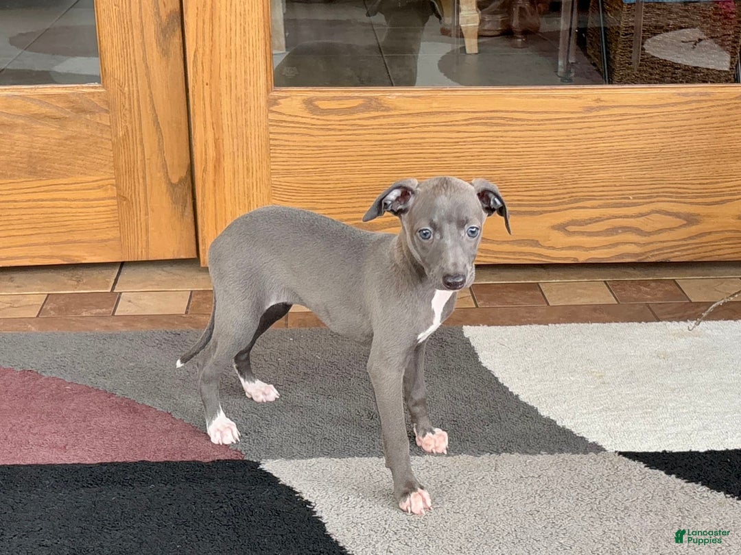 Italian Greyhound dogs for sale: Jenna - Ad 3