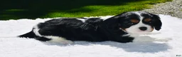 Cavalier King Charles Spaniel dogs for sale: Shadow - Ad 5