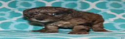 Miniature Poodle dogs for sale: Harlee’s brown Merle male - Ad 15
