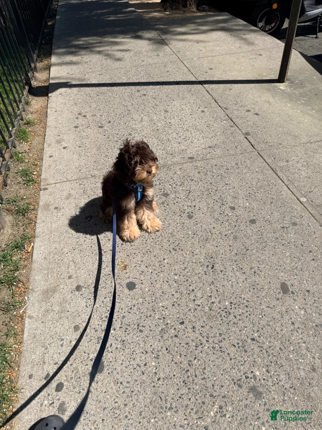 Cockapoo dogs for sale: Max - Ad 3