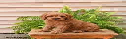 Cavapoo dogs for sale: Cuddles - Ad 3