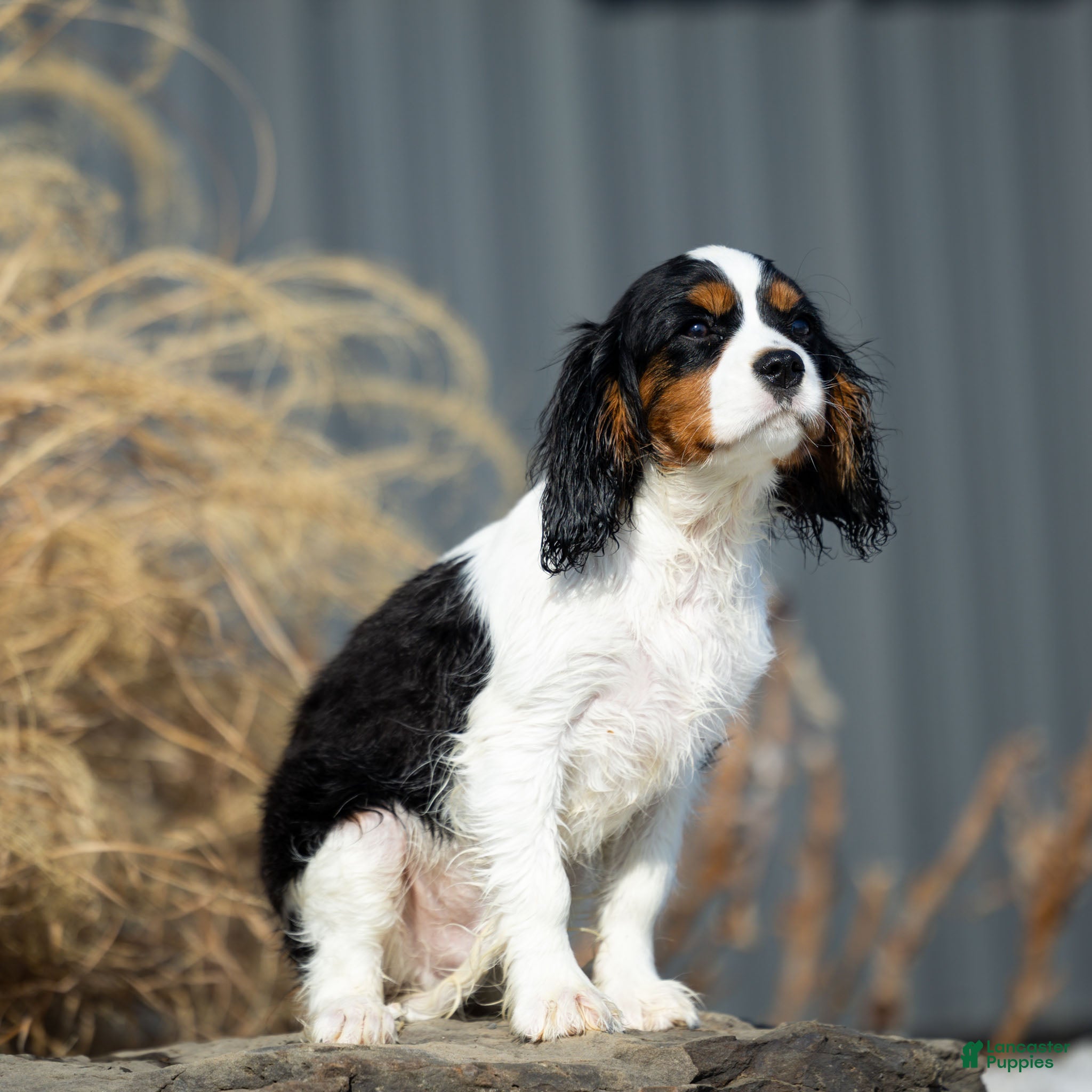 Cavalier King Charles Spaniel dogs Baxter - Ad 1