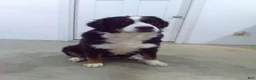 Bernese Mountain Dog dogs for sale: Chevy - Ad 10
