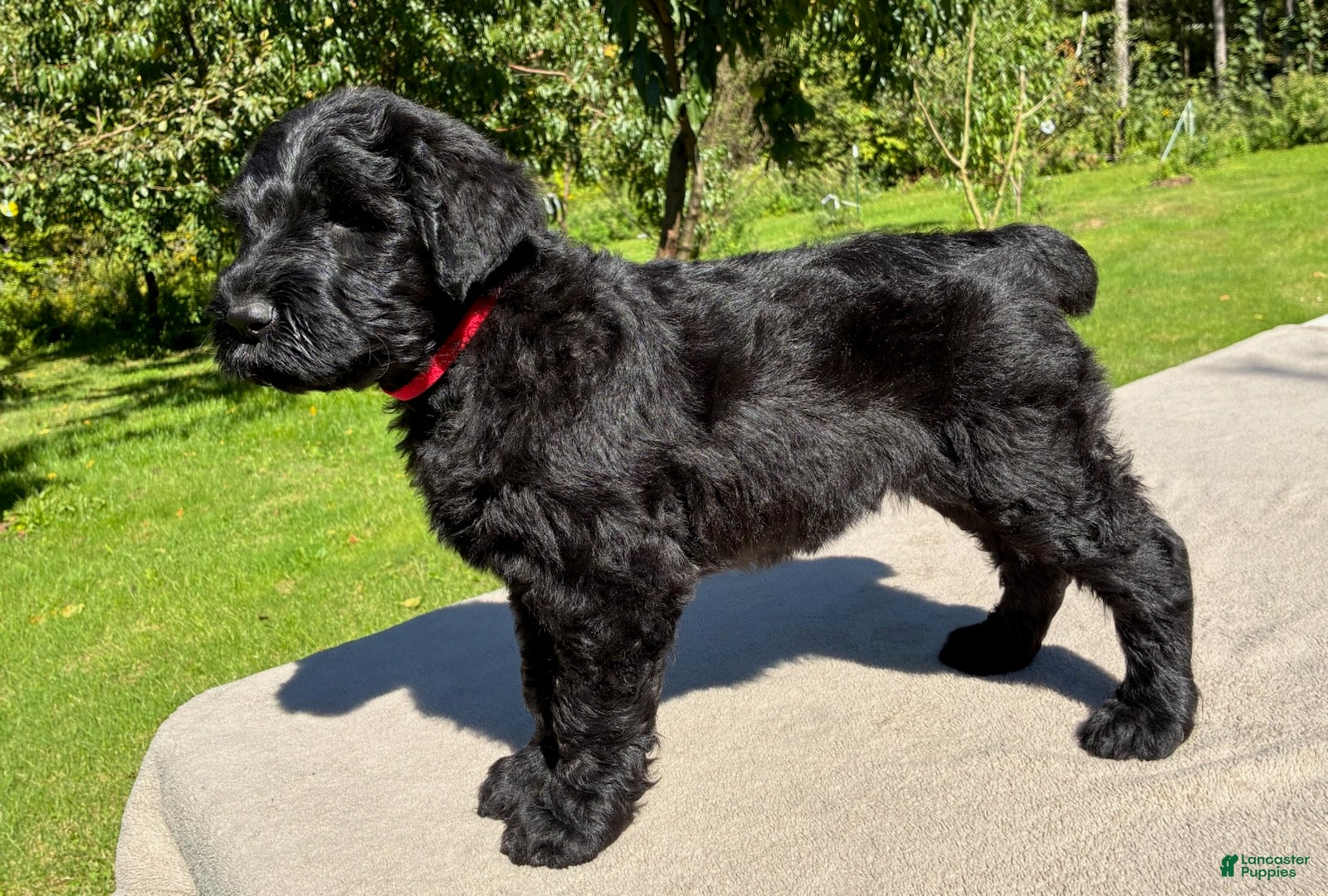 Black Russian Terrier dogs Girl 2 - Ad 1