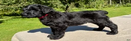 Black Russian Terrier dogs for sale: Girl 2 - Ad 1