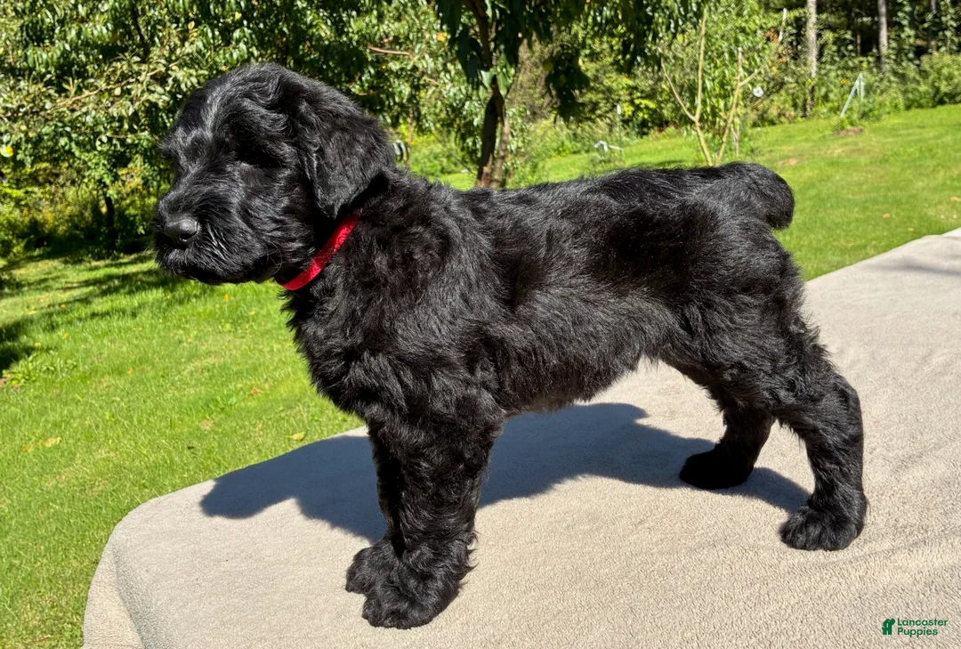 Black Russian Terrier dogs for sale: Girl 2 - Ad 1