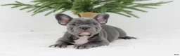 French Bulldog dogs for sale: Hannah - Ad 5