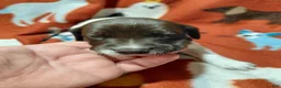 German Shorthaired Pointer dogs for sale: Potter - Ad 2