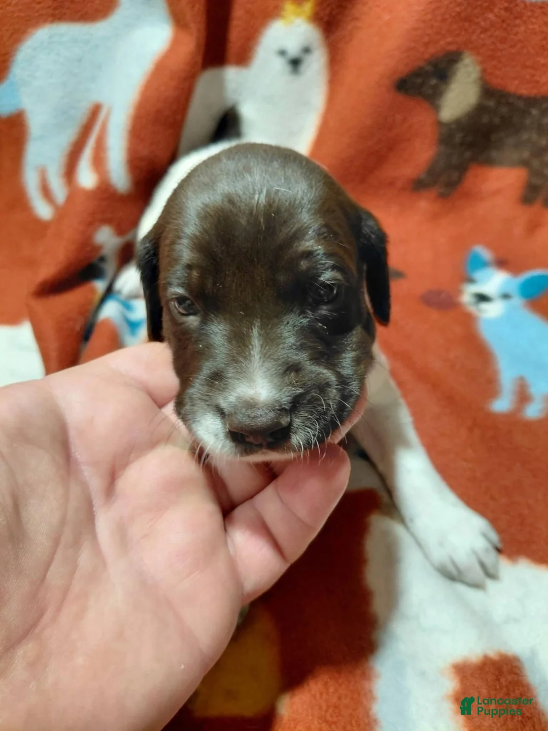 German Shorthaired Pointer dogs for sale: Potter - Ad 2
