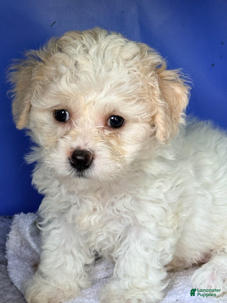 Maltipoo dogs Girl 4 - Ad 1