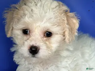 Maltipoo dogs for sale: Girl 4 - Tiny Tiny Tiny - Ad 4