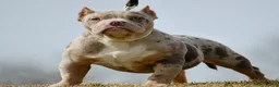 American Bully dogs for sale: One percent  - Ad 2