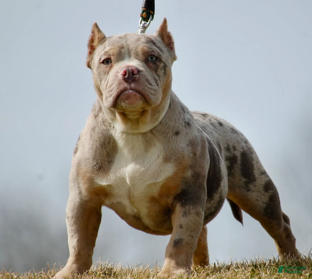 American Bully dogs for sale: One percent  - Ad 2