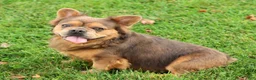 French Bulldog dogs for sale: Buster - Ad 8