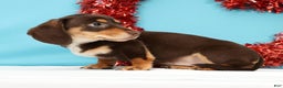 Miniature Dachshund dogs for sale: Kendra - Ad 5