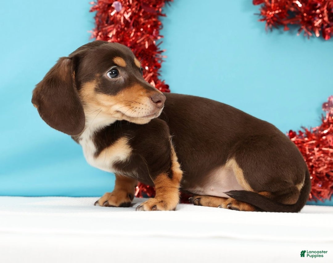 Miniature Dachshund dogs for sale: Kendra - Ad 5