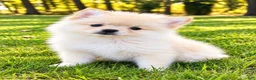 Pomeranian dogs for sale: Pomeranian  - Ad 9