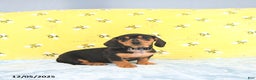 Miniature Dachshund dogs for sale: Paige - Ad 9