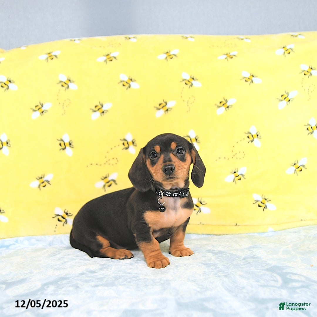 Miniature Dachshund dogs for sale: Paige - Ad 9