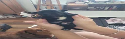 Mixed Breed dogs for sale: Mixed Breed 1 - Ad 4