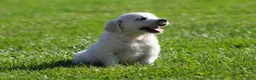Golden Retriever dogs for sale: Lil Debbi  - Ad 4