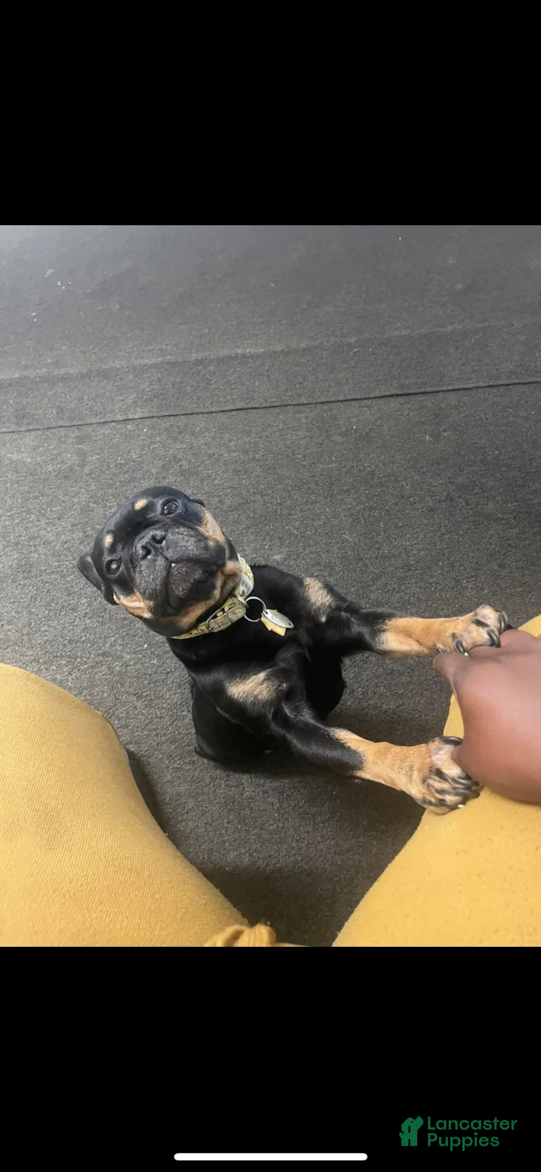 French Bulldog dogs for sale: French Bulldog 1 - Ad 3