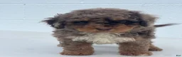Mini Aussiedoodle dogs for sale: Trifle Mini Aussiedoodle  - Ad 11