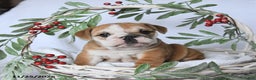 English Bulldog dogs for sale: Princess - Ad 3
